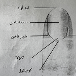 جزوه آموزش کاشت ناخن