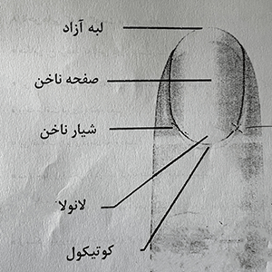جزوه آموزش کاشت ناخن